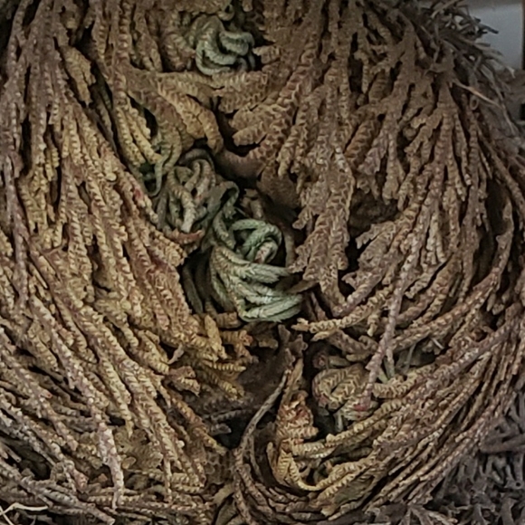 Rose Of Jericho - Picture 8 of 8